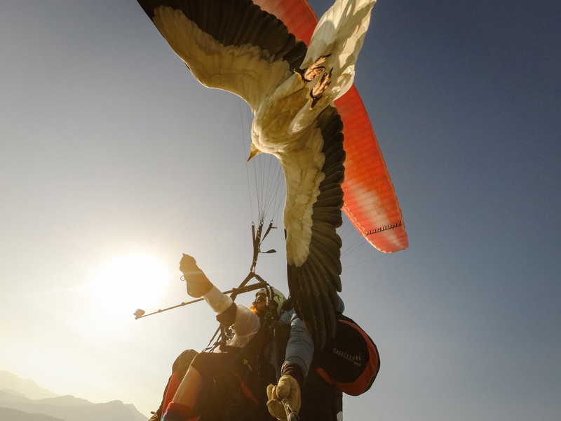 Illustration for article titled Parahawking: An Actual Sport That Mixes Paragliding And GIANT BIRDS